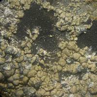 Lecanora pannonica image