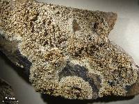 Lecanora swartzii image