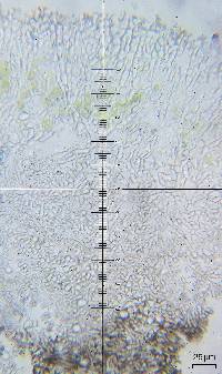 Placidium pseudorufescens image