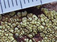 Acarospora affinis image