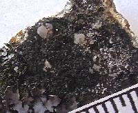 Placynthium nigrum image