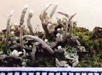 Cladonia coniocraea image