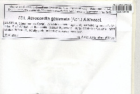Acrocordia gemmata image
