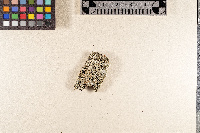 Lecanora intumescens image