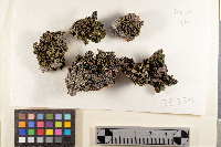 Collema furfuraceum image