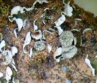 Cladonia pocillum image