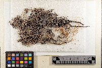 Cladonia hedbergii image