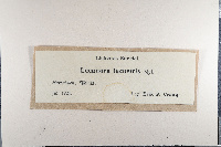 Ionaspis lacustris image