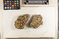 Lecanora bolcana image