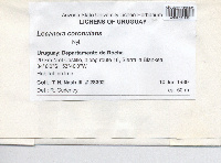 Lecanora coronulans image