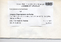 Lecanora coronulans image