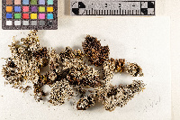 Lecanora epibryon image