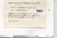 Lepraria crassissima image
