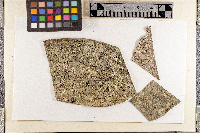 Coenogonium minimum image