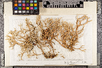 Evernia prunastri image