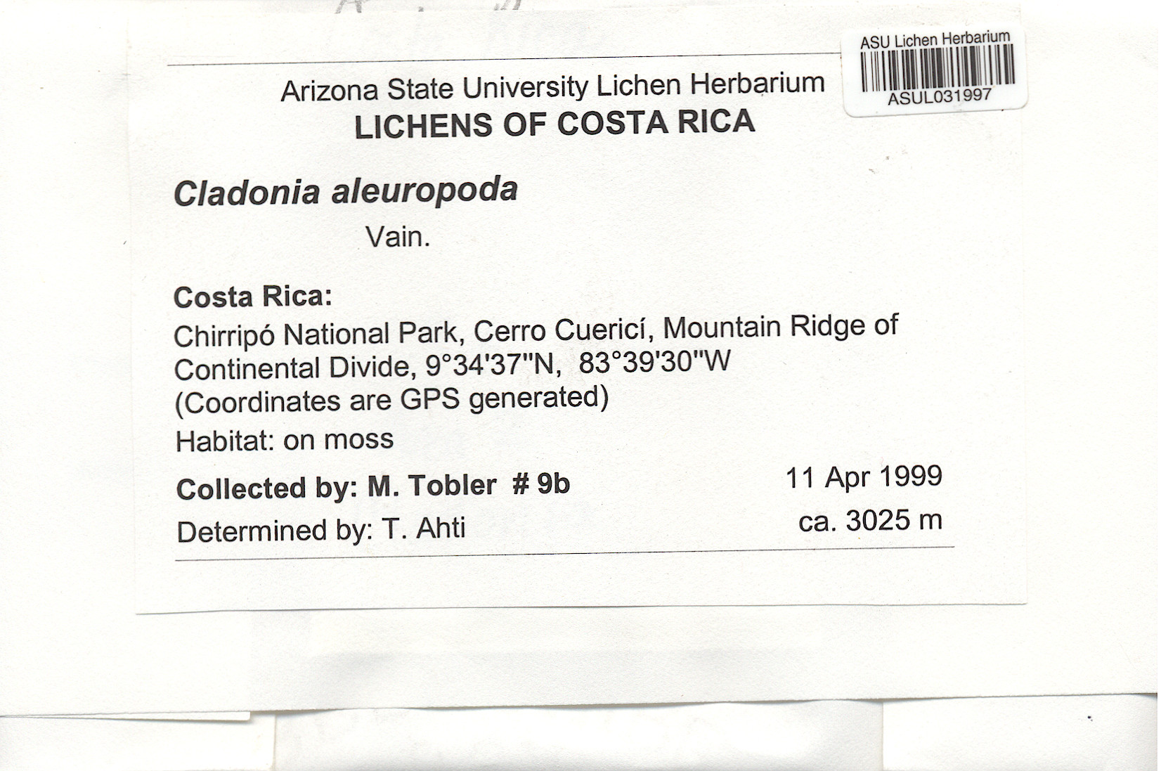 Cladonia aleuropoda image