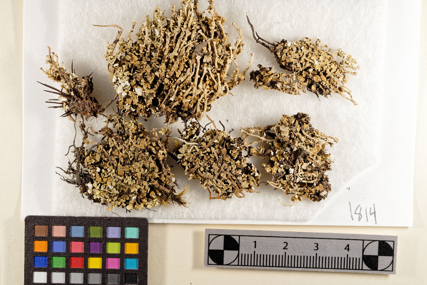 Cladonia cinerella image