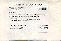 Cladonia dactylota image