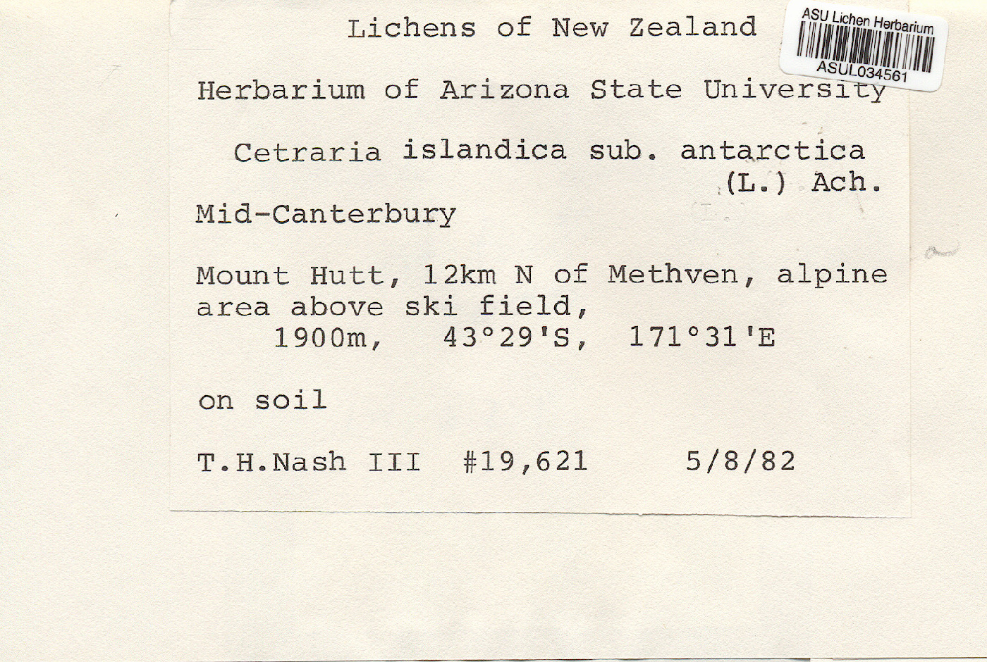Cetraria islandica subsp. antarctica image