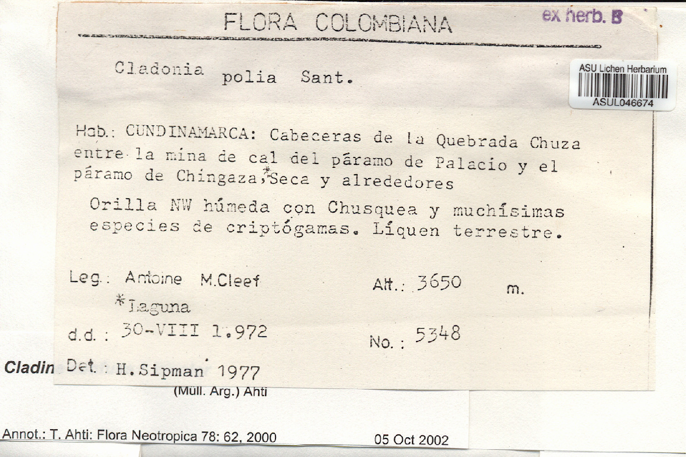 Cladonia confusa f. bicolor image