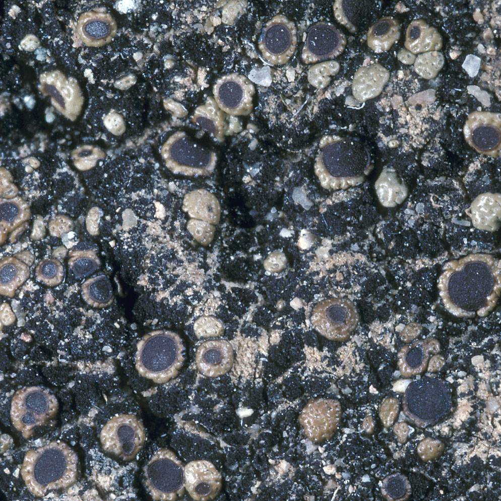 Acarospora obpallens image
