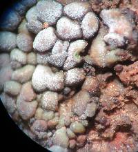 Acarospora nicolai image