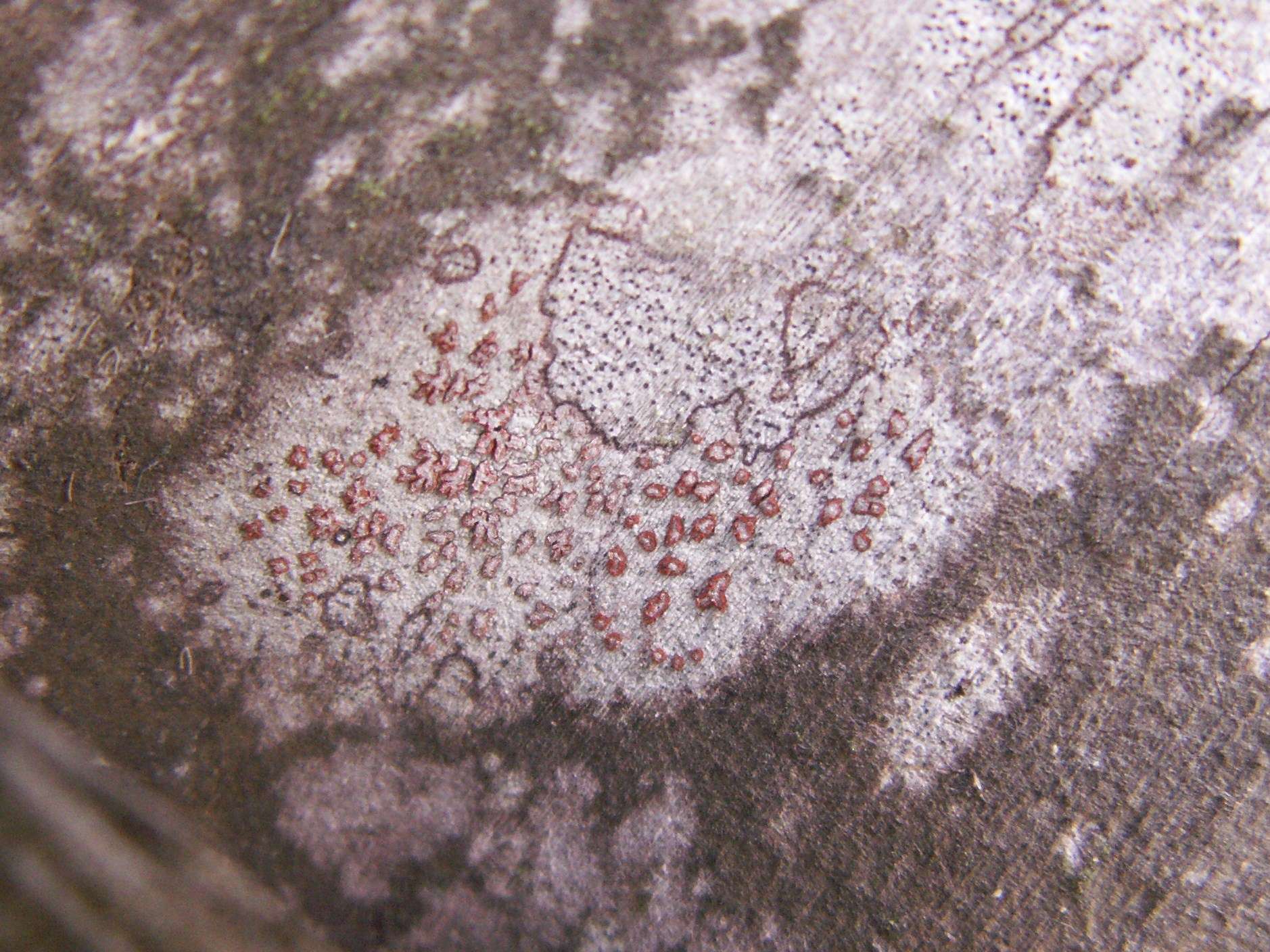 Coniocarpon rubrocinctum image