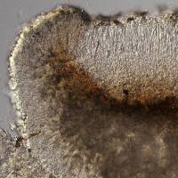 Megalaria pulverea image