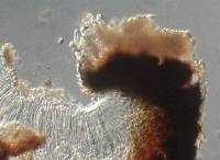 Redonographa galapagoensis image