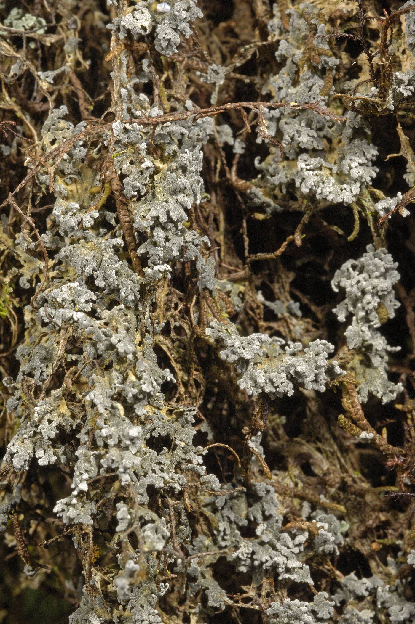 Hygrophoraceae image