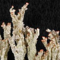 Image of Cladonia bungartzii