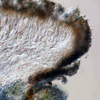 Oceanoplaca sideritoides image