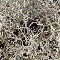 Ramalina peruviana image