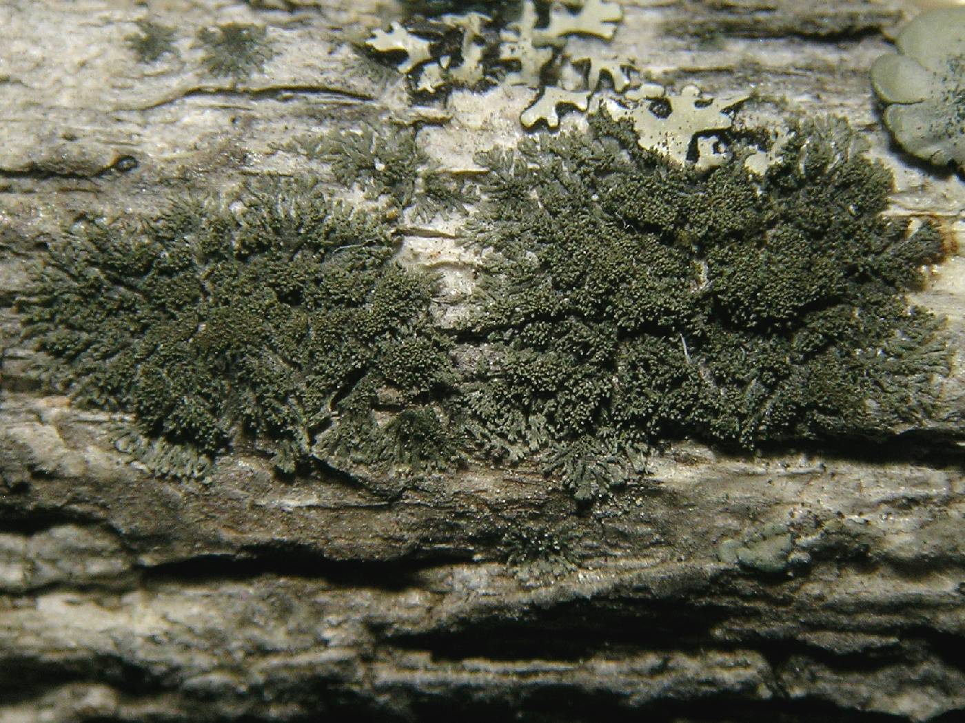 Coccocarpia delicatula image