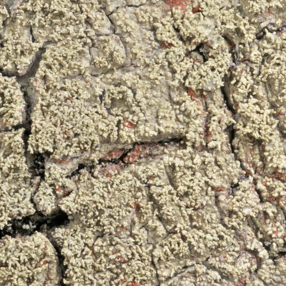 Pertusaria xanthoisidiata image