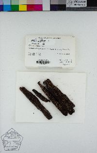Carbonicola anthracophila image