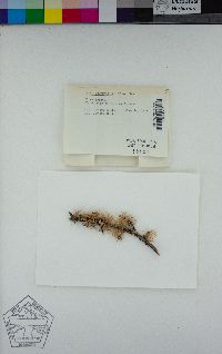 Usnea fulvoreagens image