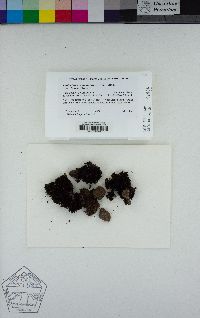 Scytinium palmatum image