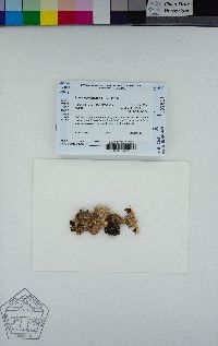 Lobaria pulmonaria image