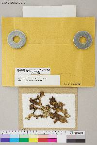 Arctocetraria andrejevii image