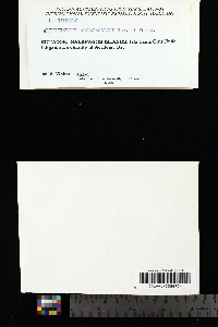 Arthothelium galapagoense image