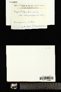 Aspicilia reticulata image