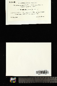 Bacidia albidolivens image