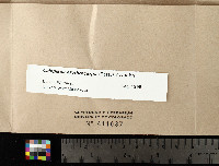 Kuettlingeria erythrocarpa image