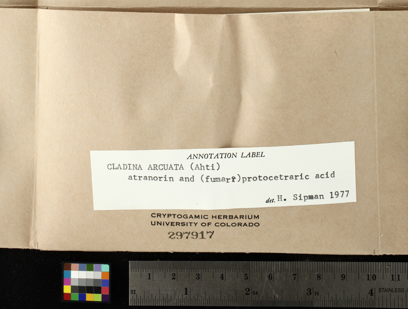 Cladonia arcuata image
