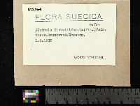 Cladonia flabelliformis image