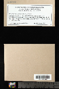 Cladonia signata image