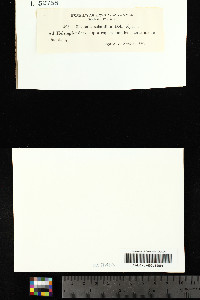 Cladonia sobolifera image