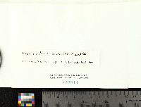 Melanelia laciniatula image