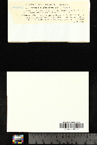 Hazslinszkya gibberulosa image